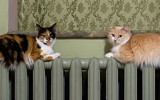 Jak ogrzewane są mieszkania? Powstaje specjalna ewidencja Jak ogrzewane są mieszkania? Powstaje specjalna ewidencja